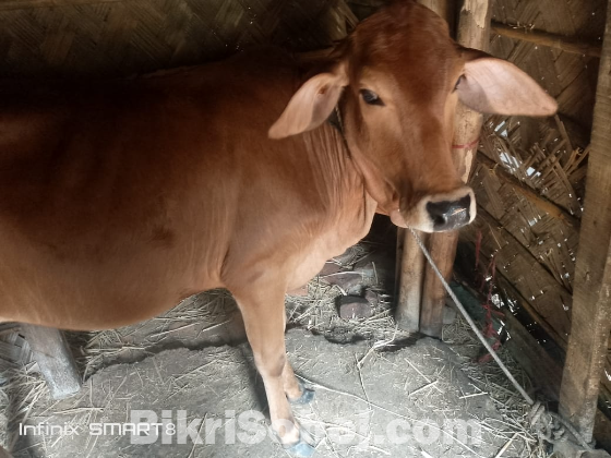 আমাদের ঘরের হারুল গরু